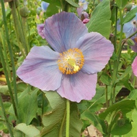 Meconopsis 'Jimmy Bayne'